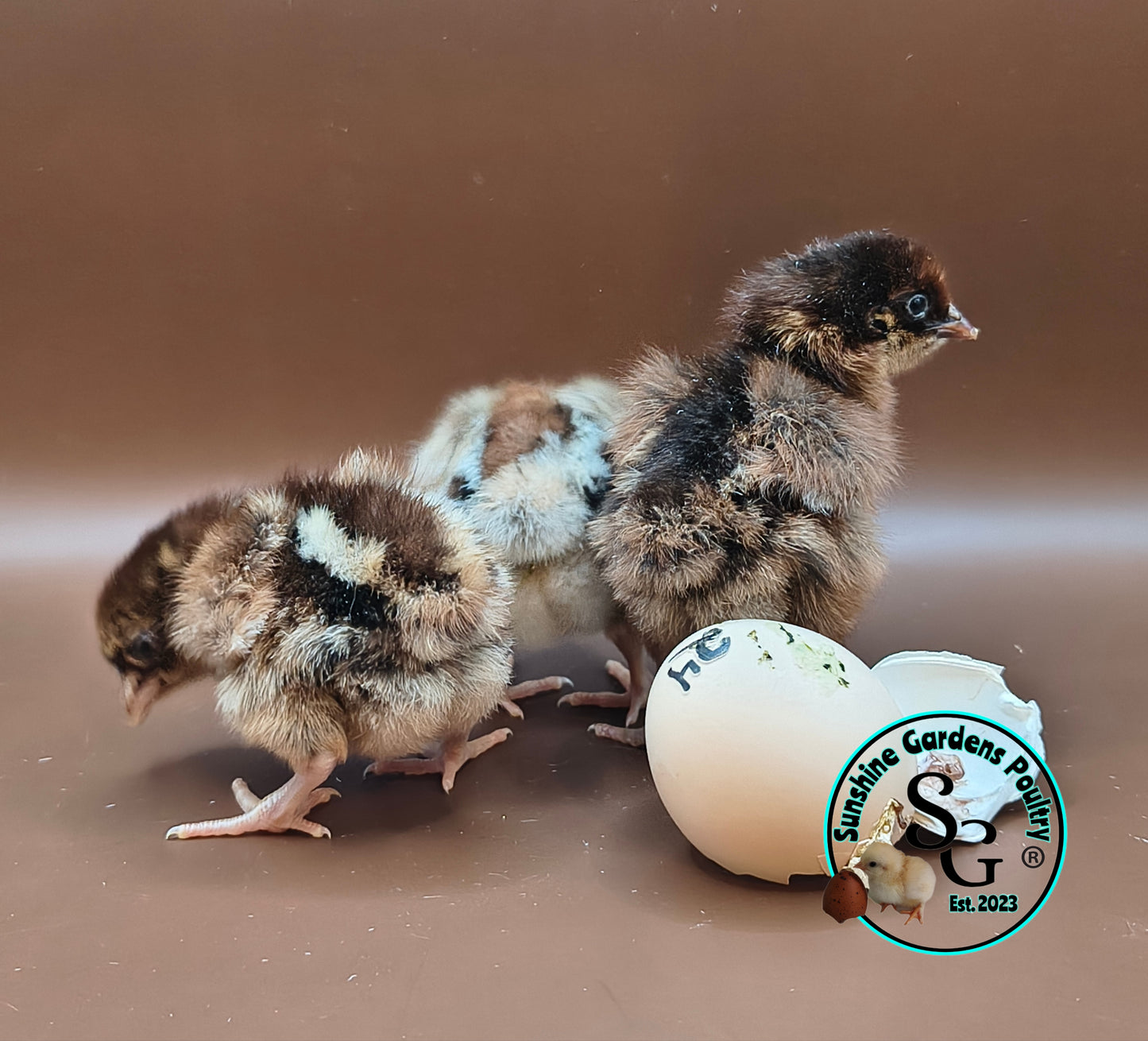 Partridge Chantecler - Straight run ONLY