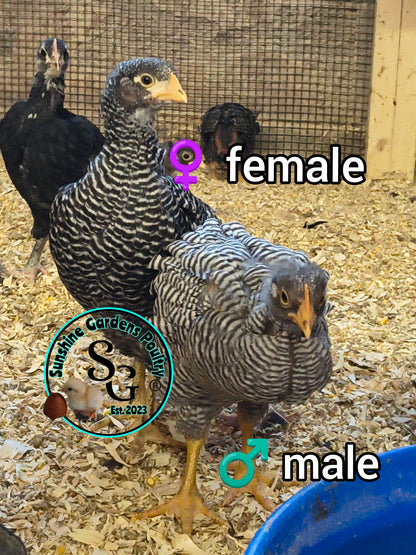 Heritage Plymouth Barred Rock - Straight run ONLY