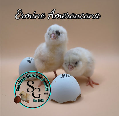 Ermine Ameraucanas