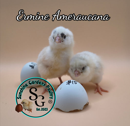 Ermine Ameraucanas