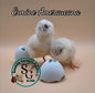 Ermine Ameraucanas