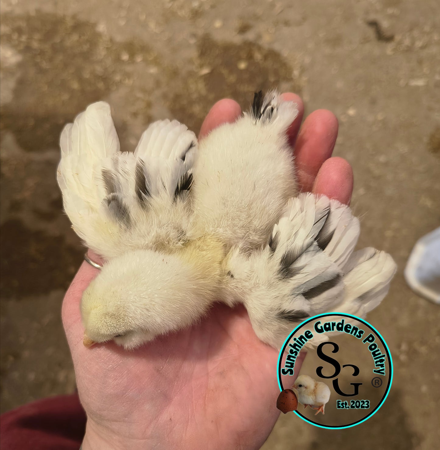 Ermine Ameraucanas