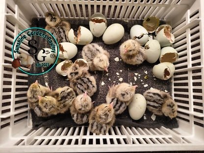 Silver/ Blue Silver Ameraucana - Straight run ONLY