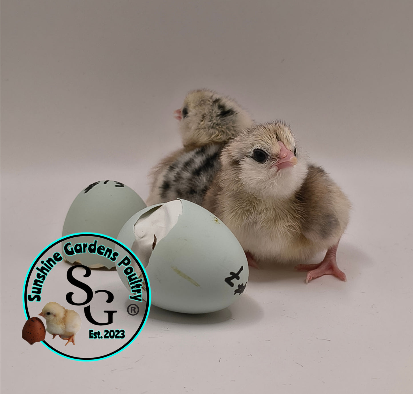 Silver/ Blue Silver Ameraucana - Straight run ONLY