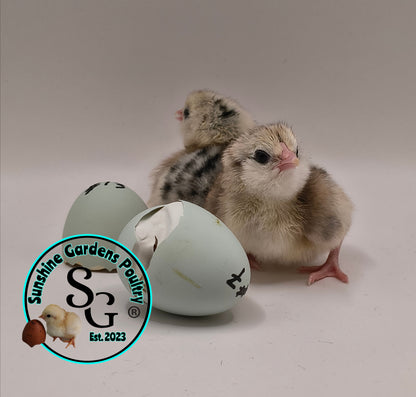 Silver/ Blue Silver Ameraucana - Straight run ONLY