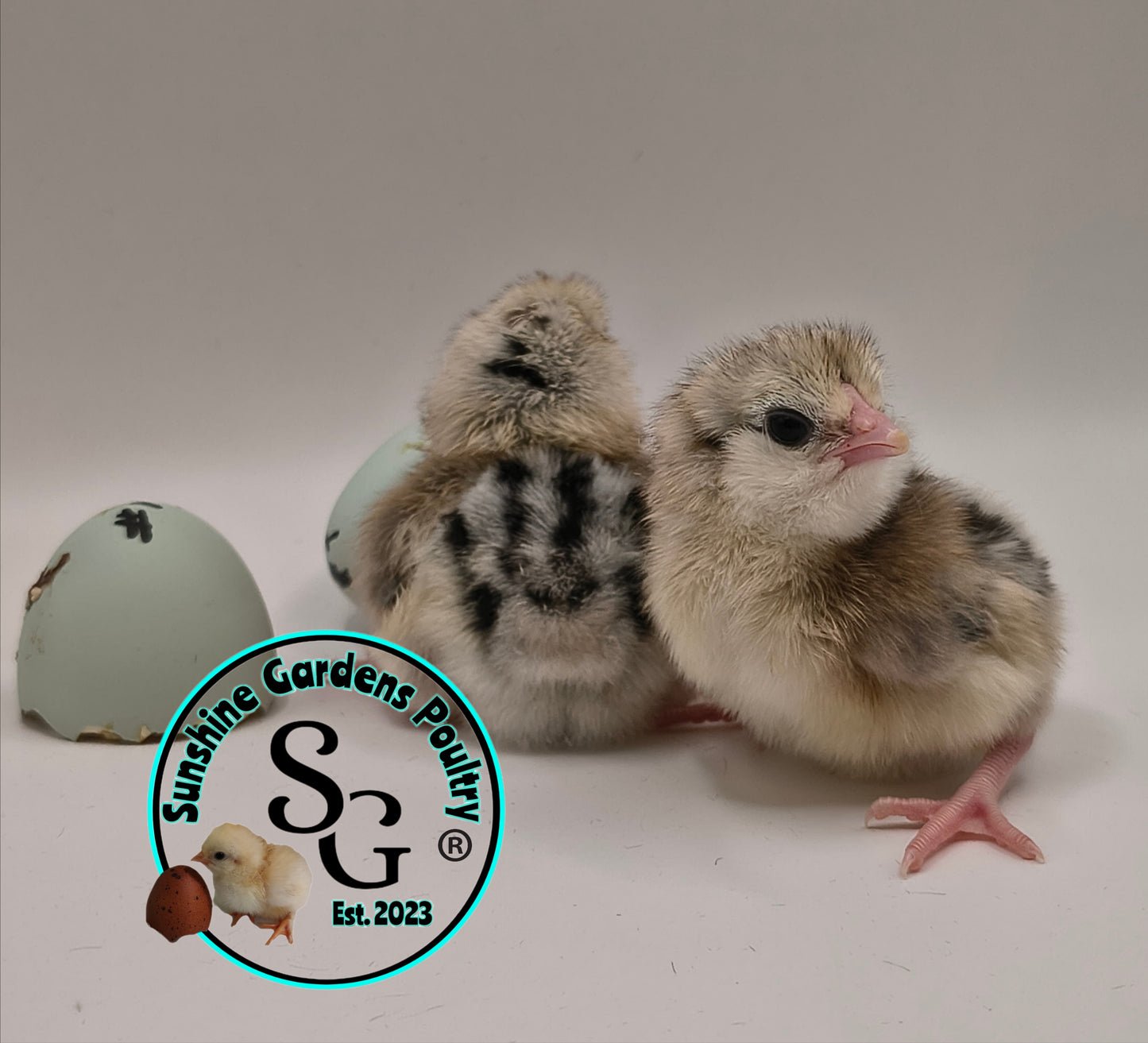 Silver/ Blue Silver Ameraucana - Straight run ONLY