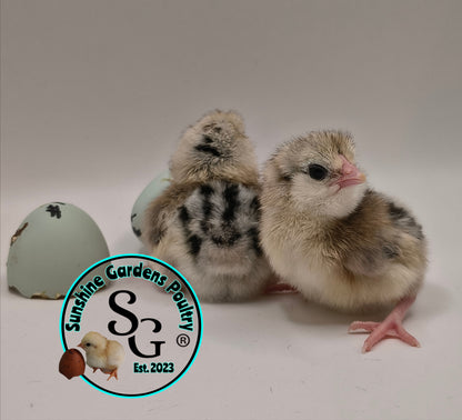 Silver/ Blue Silver Ameraucana - Straight run ONLY