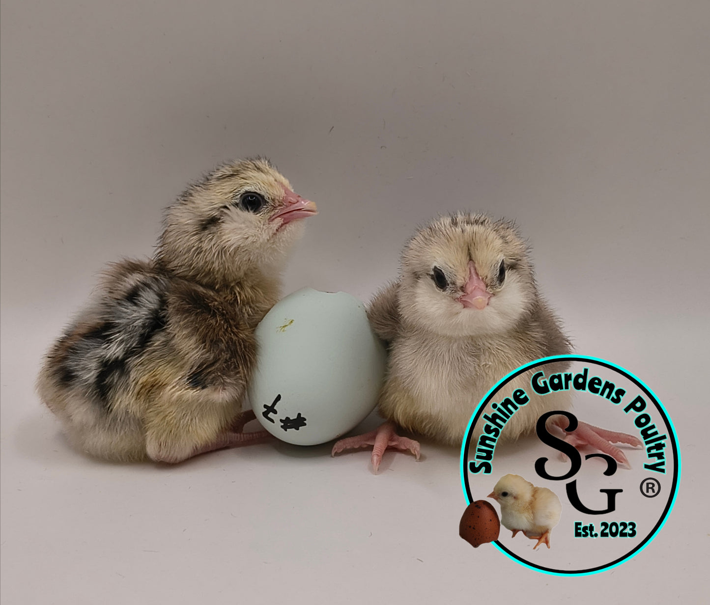 Silver/ Blue Silver Ameraucana - Straight run ONLY