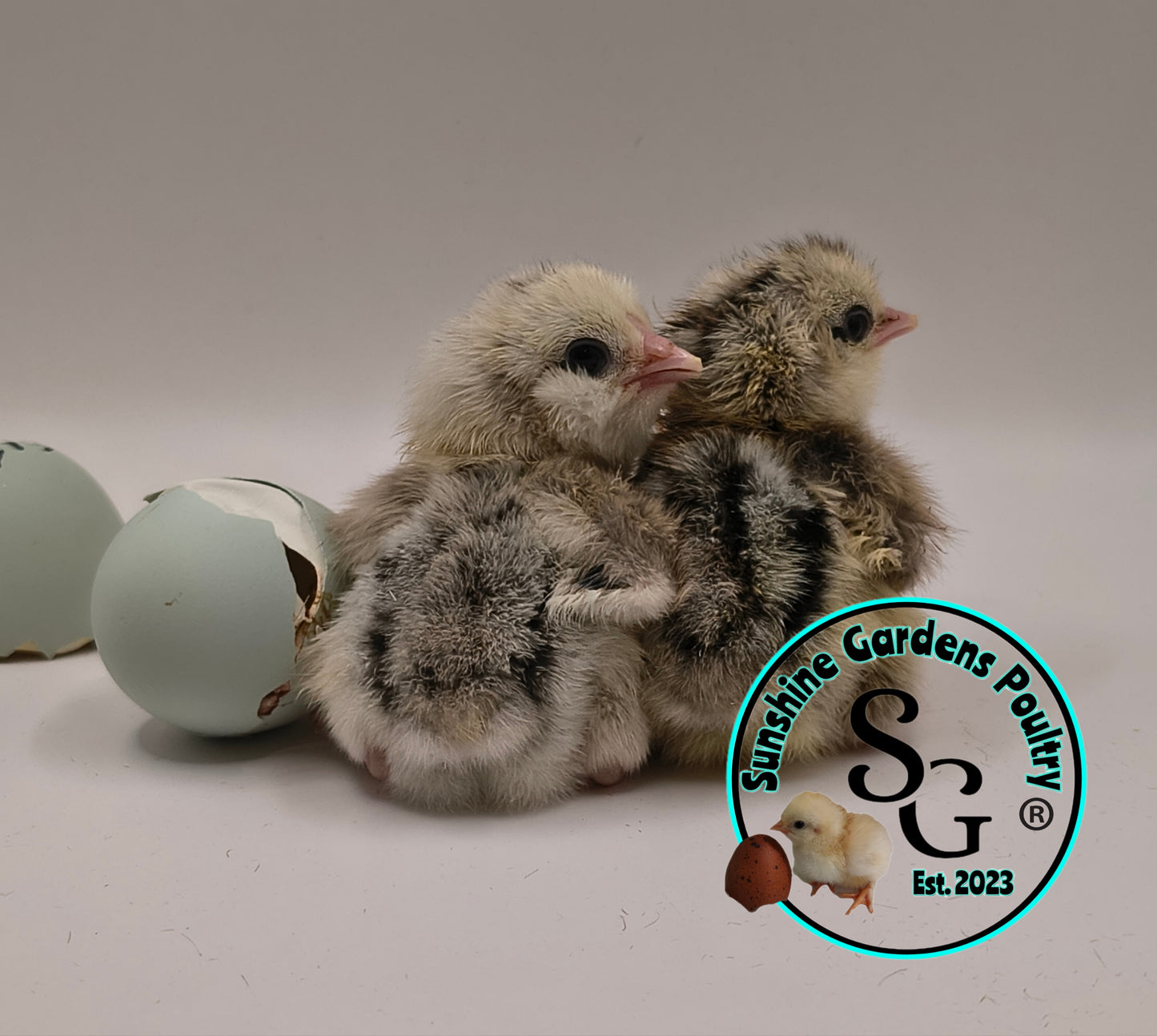 Silver/ Blue Silver Ameraucana - Straight run ONLY