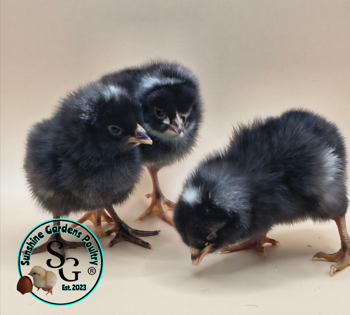 Heritage Plymouth Barred Rock - Straight run ONLY