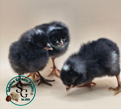 Heritage Plymouth Barred Rock - Straight run ONLY