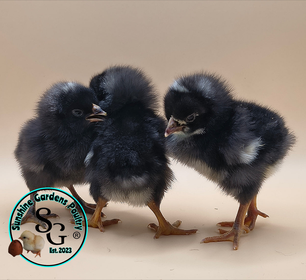 Heritage Plymouth Barred Rock - Straight run ONLY