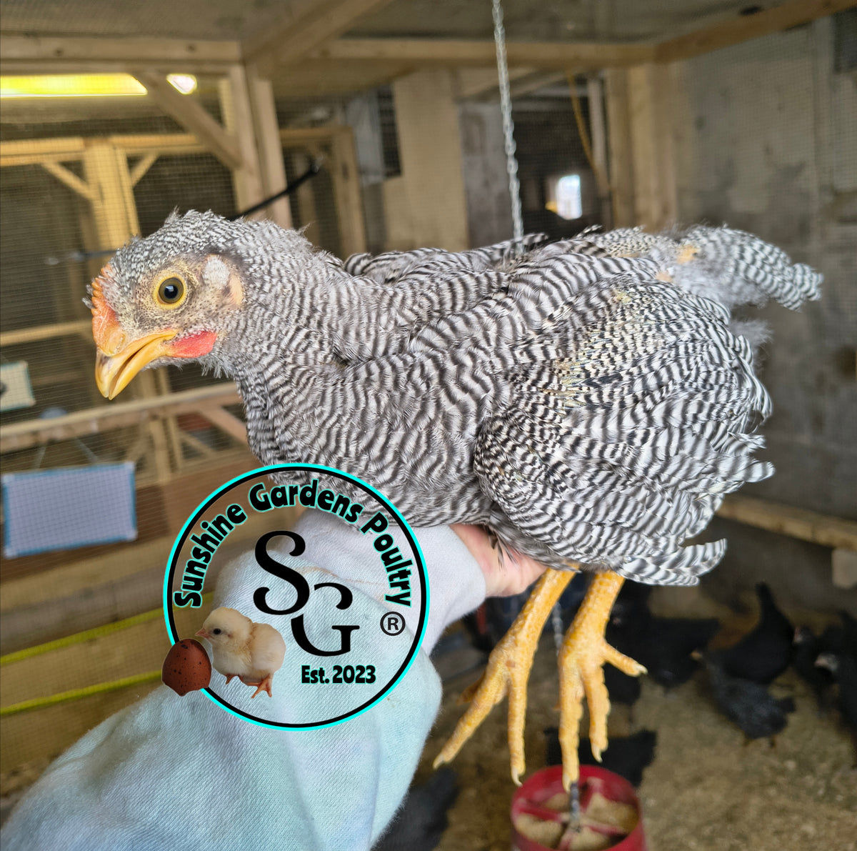 Heritage Plymouth Barred Rock - Straight run ONLY