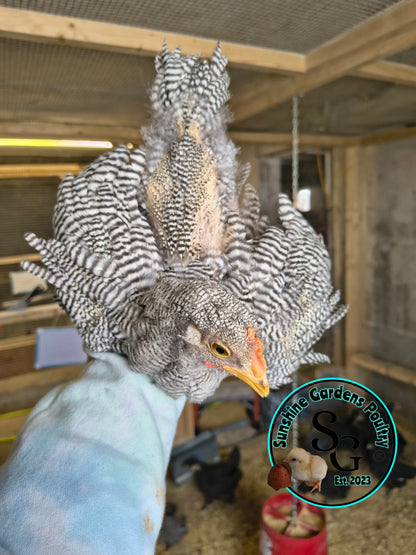 Heritage Plymouth Barred Rock - Straight run ONLY