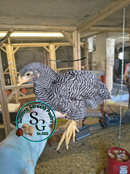 Heritage Plymouth Barred Rock - Straight run ONLY