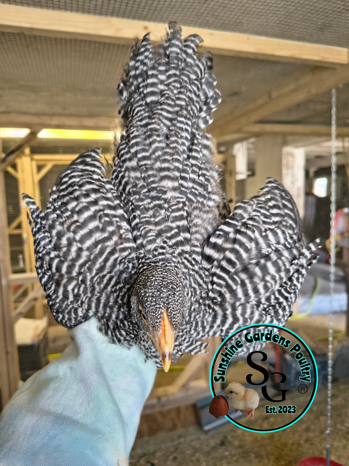 Heritage Plymouth Barred Rock - Straight run ONLY
