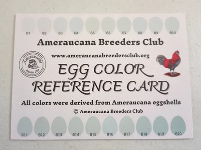 Silver/ Blue Silver Ameraucana - Straight run ONLY