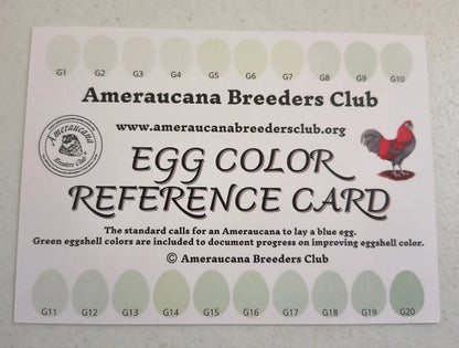 Silver/ Blue Silver Ameraucana - Straight run ONLY