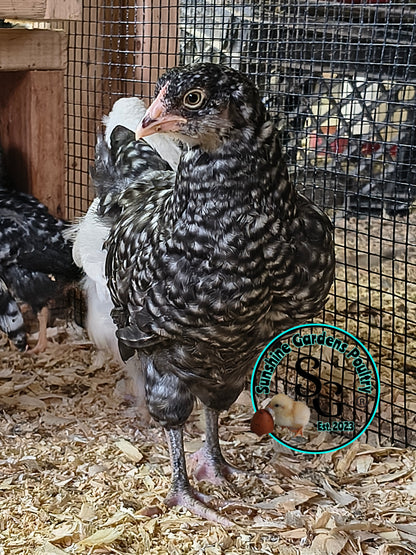 Cuckoo Ameraucanas - Straight run ONLY