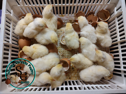 Shipping included: Delaware - 12 Hatching Eggs*