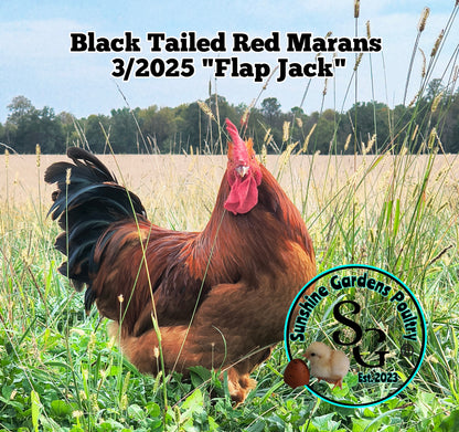Black Tailed Red Marans (BTR) - Straight run ONLY*