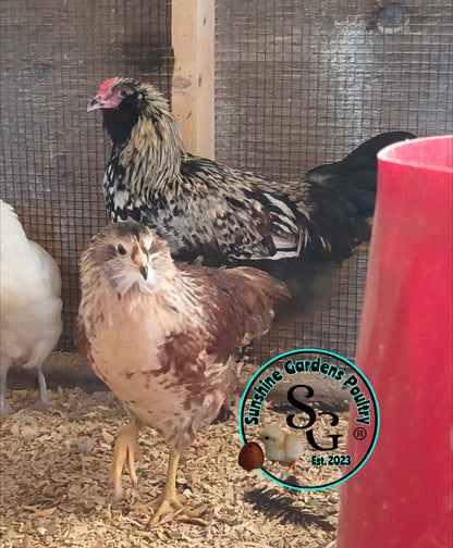 LOCAL PICK-UP Option: Christopher Lynn Rainbow Eggers (CLRE) - 12 Hatching Eggs*