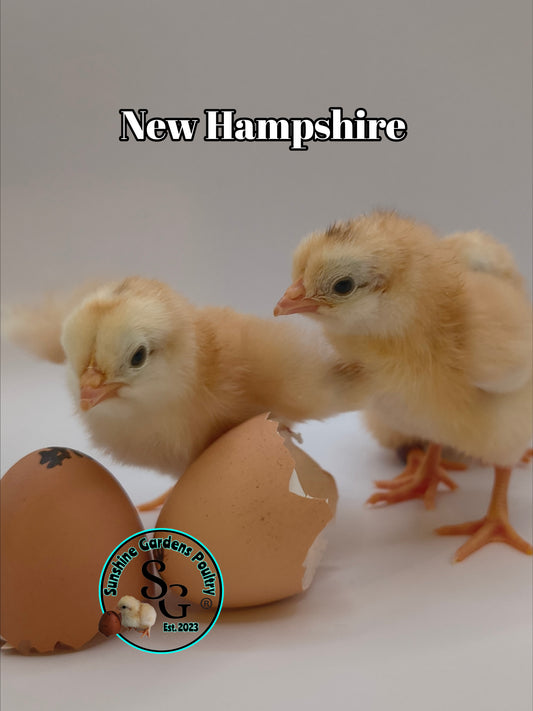 New Hampshire - Straight run ONLY