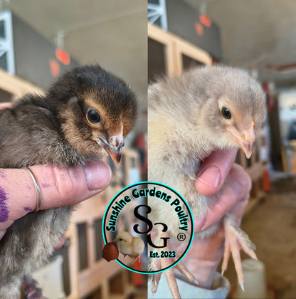 LOCAL PICK-UP Option: Christopher Lynn Rainbow Eggers (CLRE) - 12 Hatching Eggs*