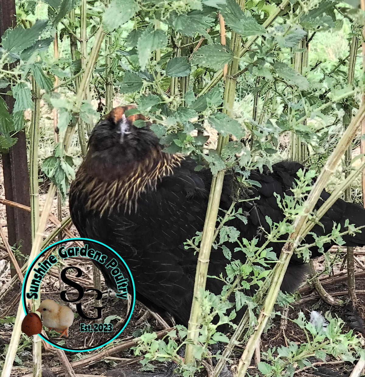 LOCAL PICK-UP Option: Christopher Lynn Rainbow Eggers (CLRE) - 12 Hatching Eggs*