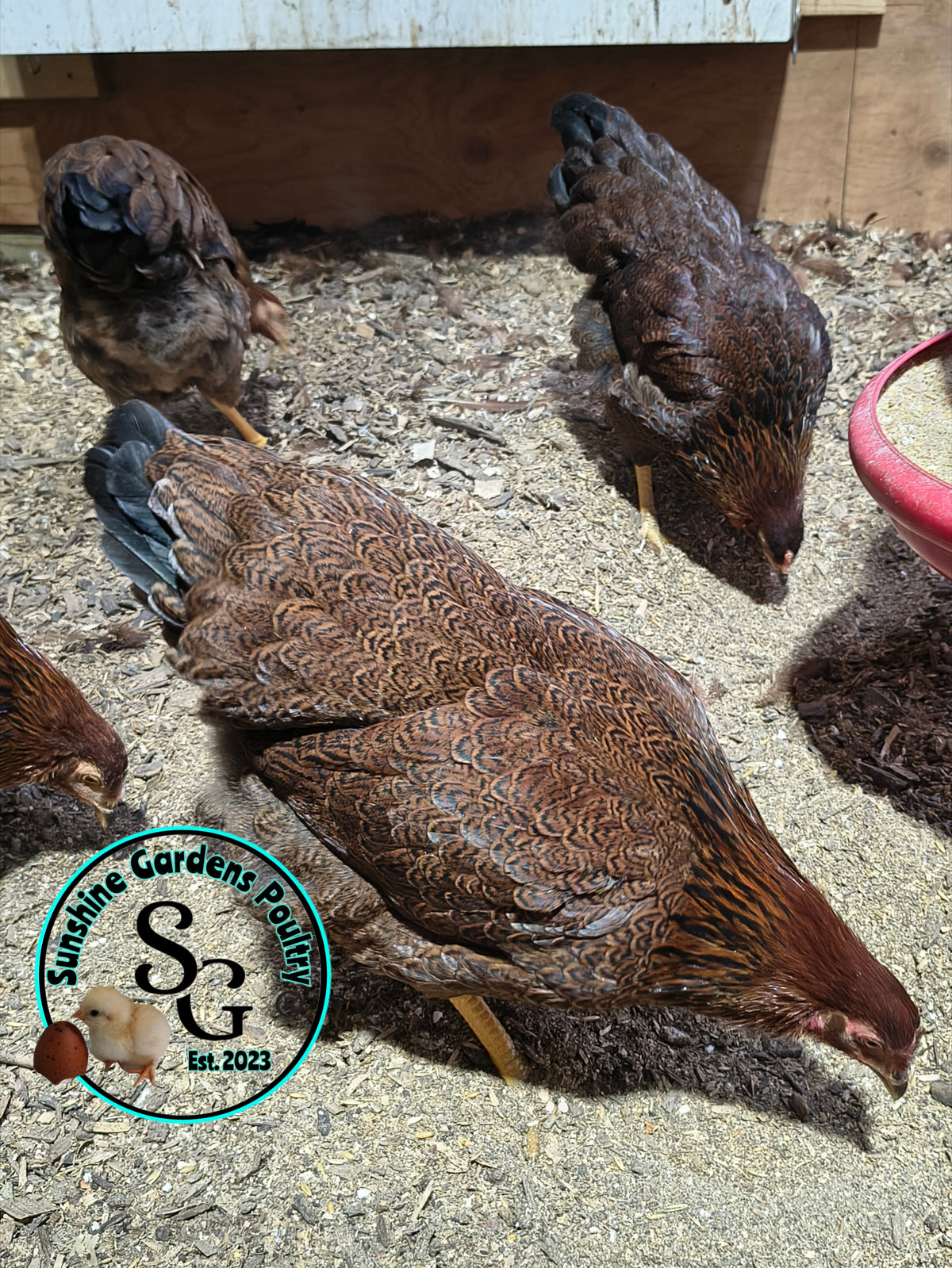 Partridge Chantecler - Straight run ONLY
