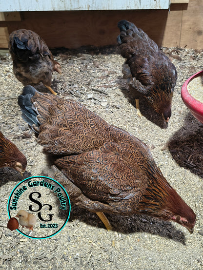 Partridge Chantecler - Straight run ONLY