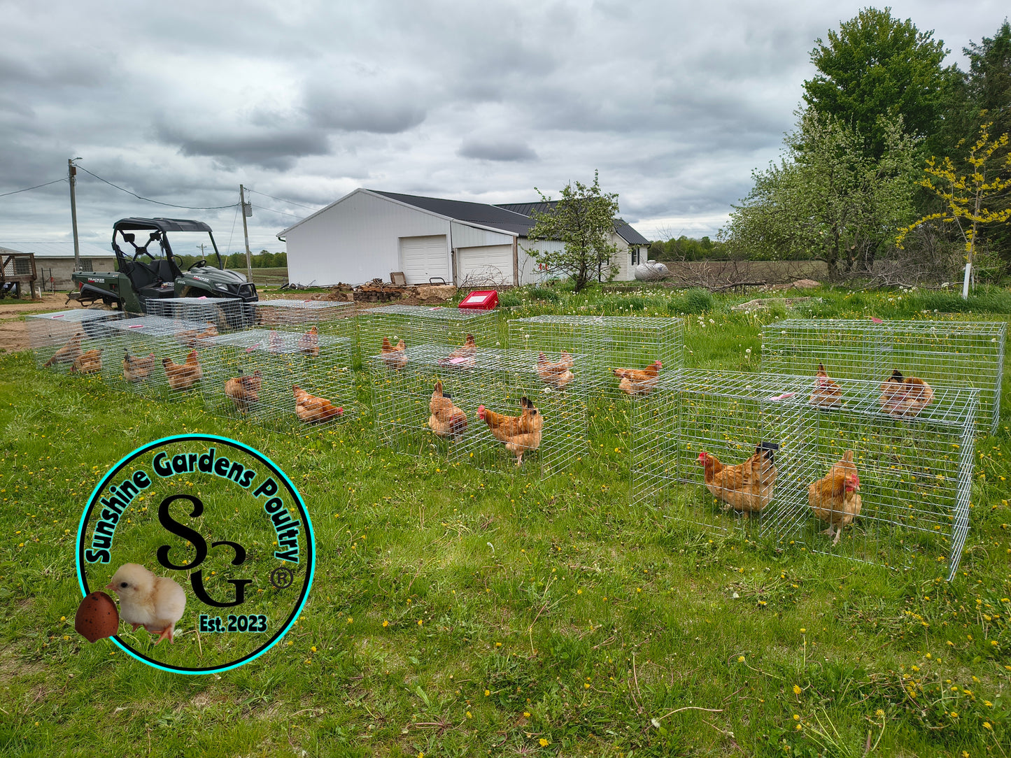 Black Tailed Red Marans (BTR) - Straight run ONLY*