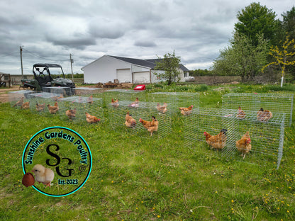 Black Tailed Red Marans (BTR) - Straight run ONLY*