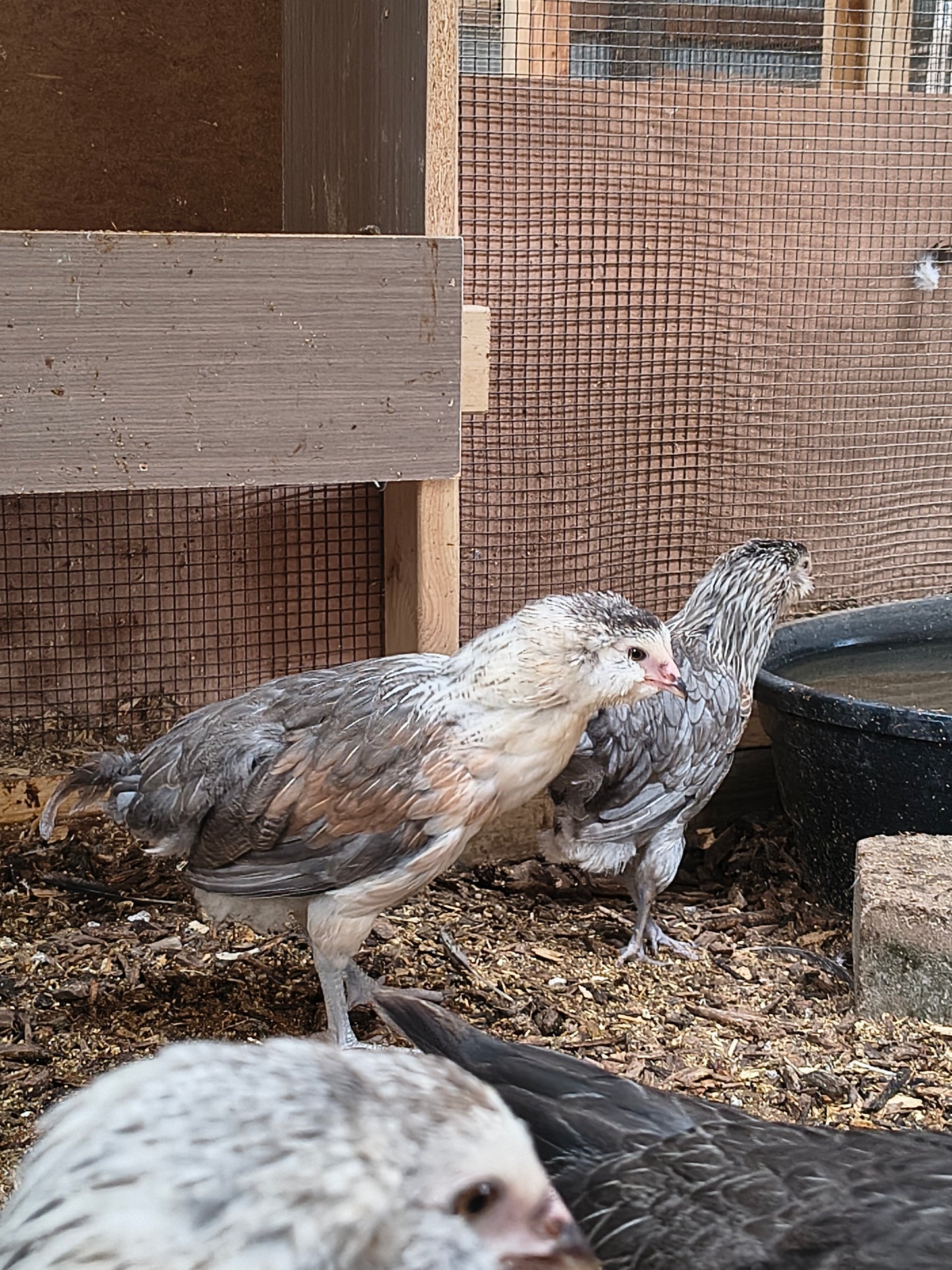 Blue Silver Ameraucana PAIR: 1 Male/ 1 Female - LOCAL PICK-UP ONLY