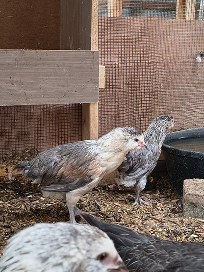Blue Silver Ameraucana PAIR: 1 Male/ 1 Female - LOCAL PICK-UP ONLY