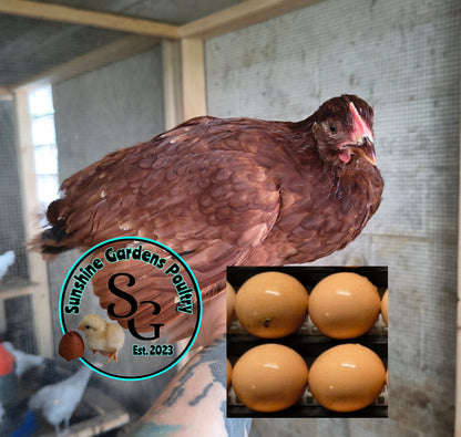 Red Sexlink: Pullet 9-12 weeks old