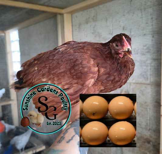 Red Sexlink: Pullet 9-12 weeks old