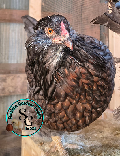 Rainbow Layers: 3-4 Month Old Pullet