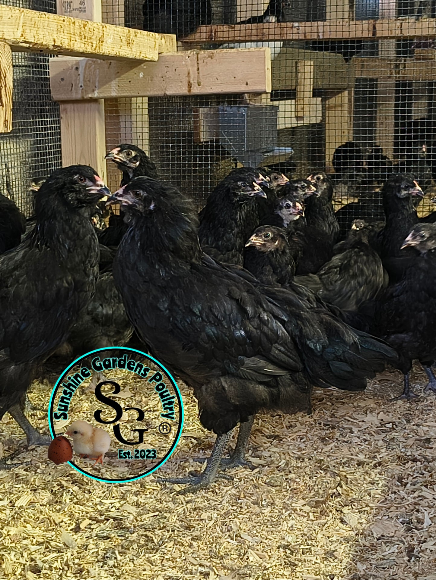 Black Ameraucana Pullet - Pet quality - spring 2026 hatch