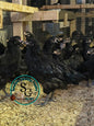 Black Ameraucana Pullet - Pet quality - spring 2026 hatch