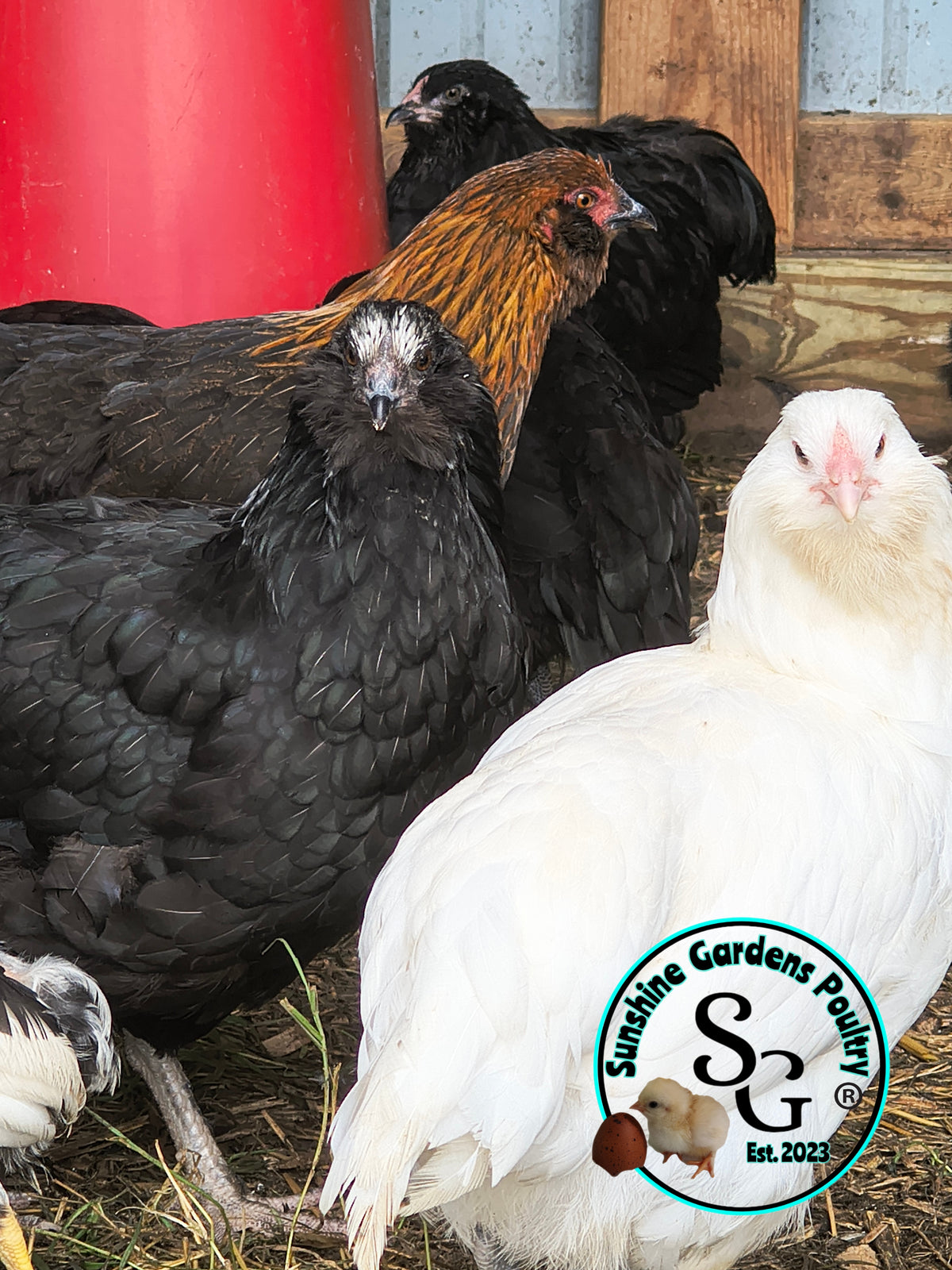LOCAL PICK-UP Option: Christopher Lynn Rainbow Eggers (CLRE) - 12 Hatching Eggs*