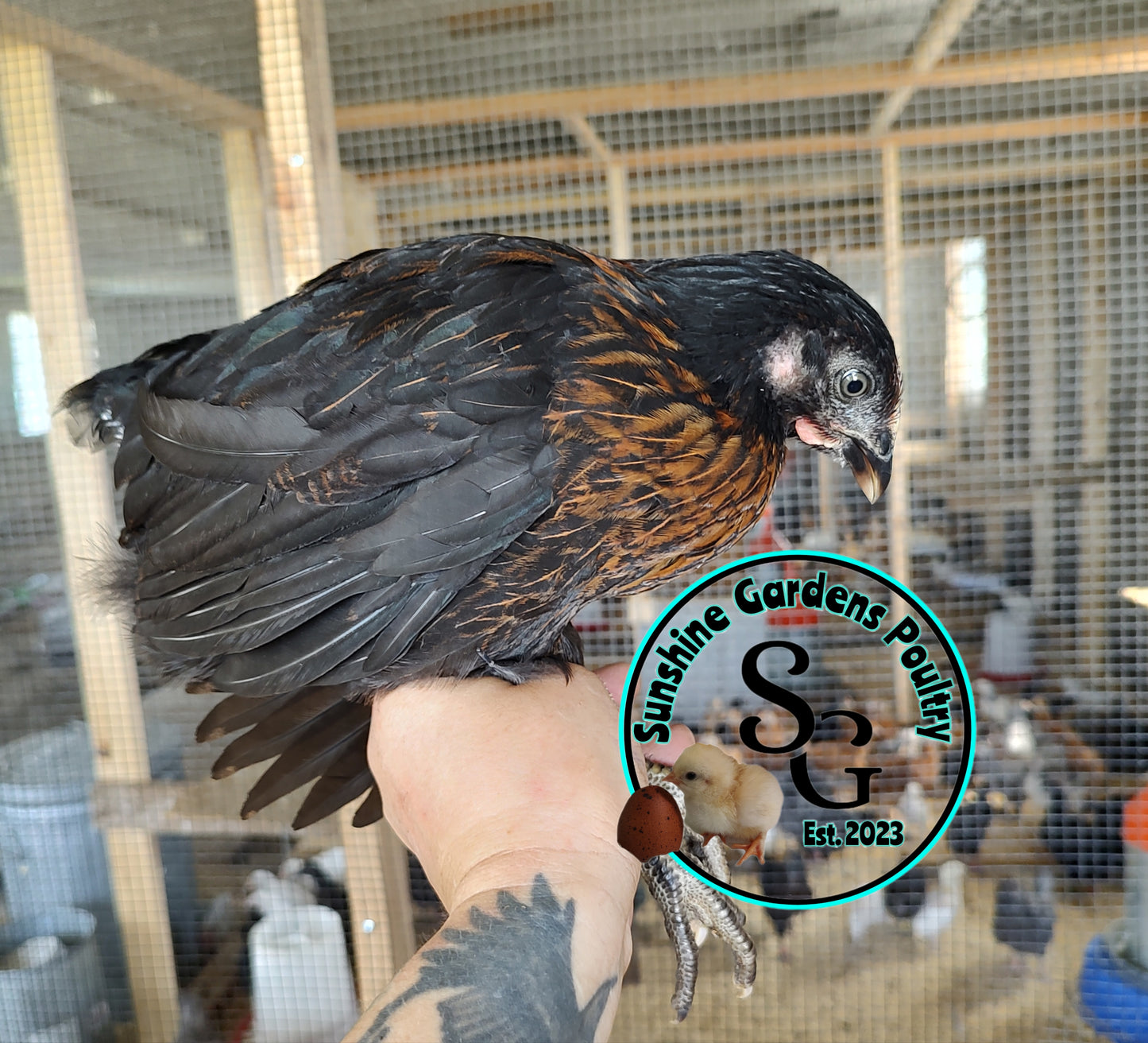 Black Sexlink pullets: 6-8 weeks old