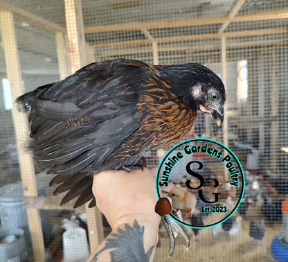Black Sexlink pullets: 6-8 weeks old