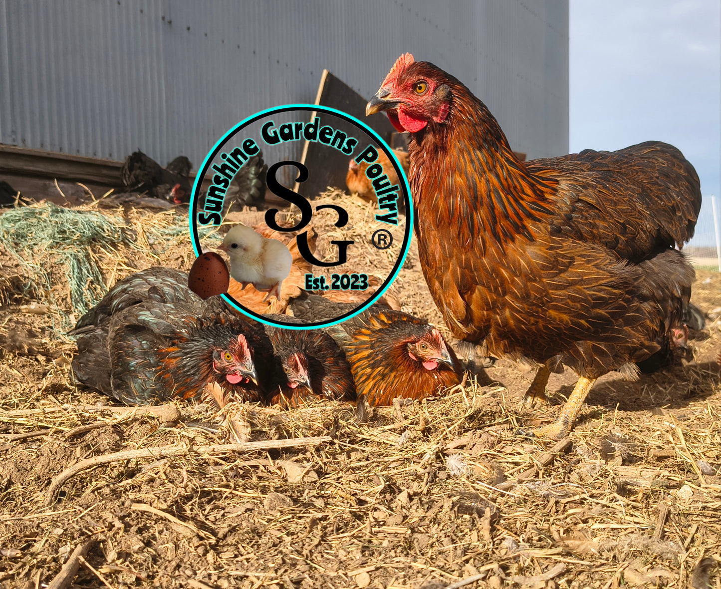 Black Jasmine - Guaranteed FEMALE Chicks