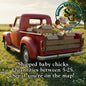 1-2 Day Chick Shipping: Spee-Dee Delivery