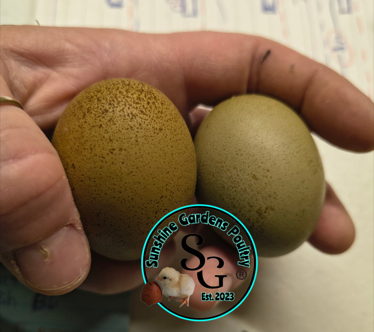 LOCAL PICK-UP Option: Christopher Lynn Rainbow Eggers (CLRE) - 12 Hatching Eggs*