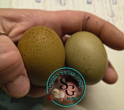 LOCAL PICK-UP Option: Christopher Lynn Rainbow Eggers (CLRE) - 12 Hatching Eggs*