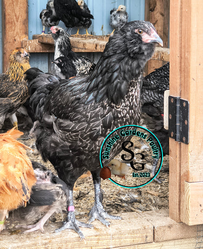 LOCAL PICK-UP Option: Christopher Lynn Rainbow Eggers (CLRE) - 12 Hatching Eggs*