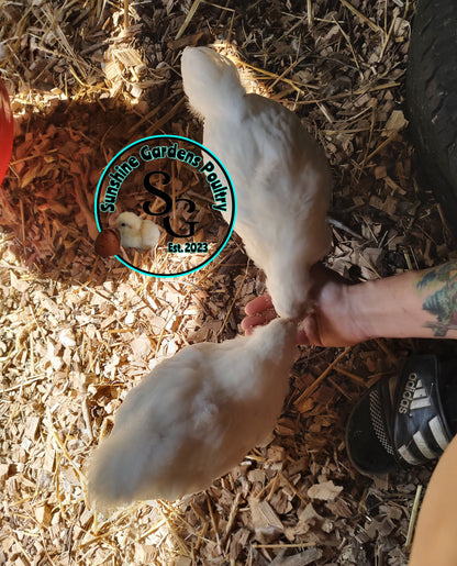 **PRE-ORDER** White Ameraucanas: Pullet 6-8 weeks old