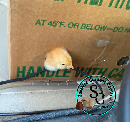 LOCAL PICK-UP Option: Christopher Lynn Rainbow Eggers (CLRE) - 12 Hatching Eggs*